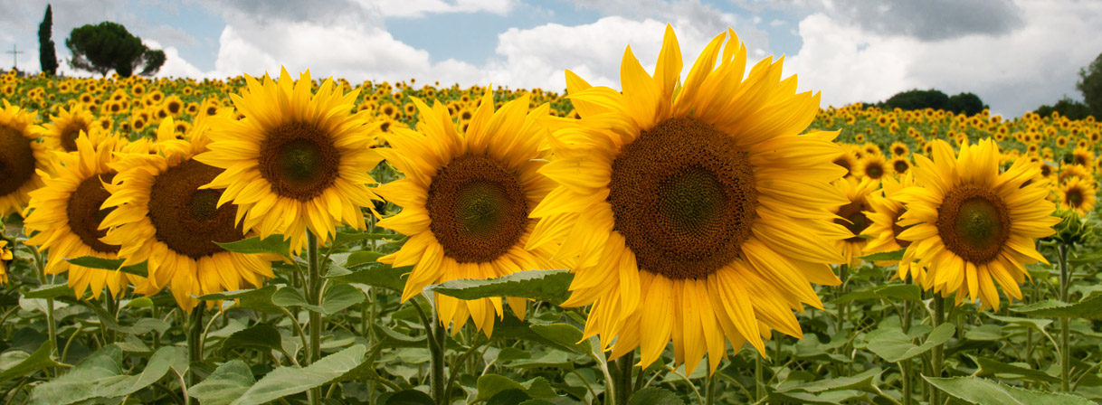 Sunflowers